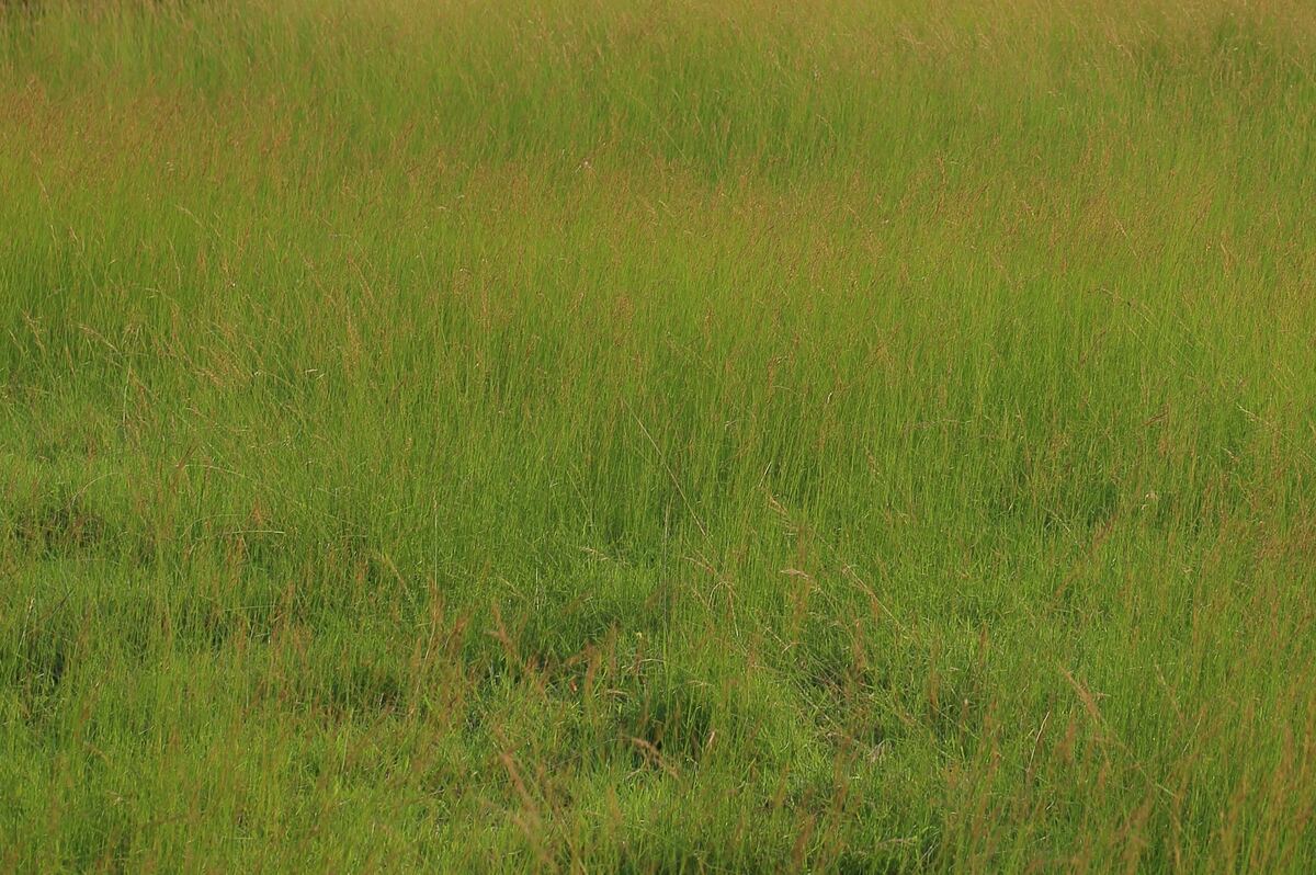 Land at Project 2 Sisa